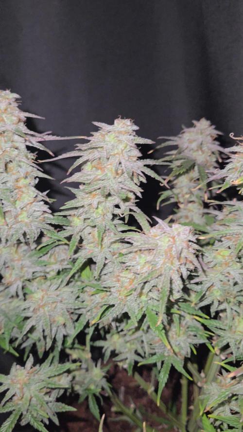 🐺Animal Mints 🚀Community Grow🚀