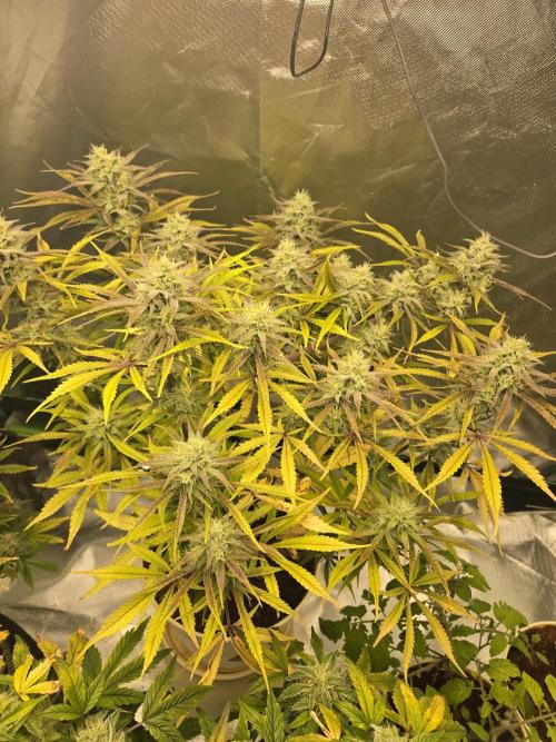 Permanent Jealousy XL Auto. Week 10