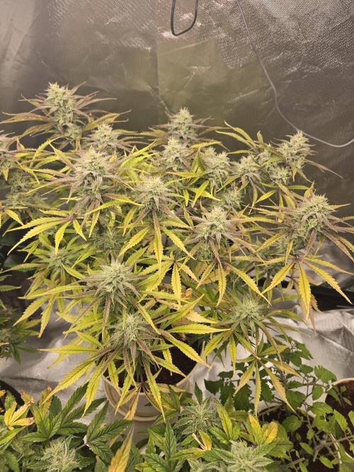 Permanent Jealousy XL Auto. Week 10