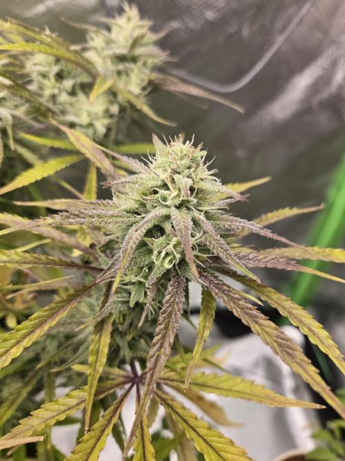 Permanent Jealousy XL Auto. Week 10