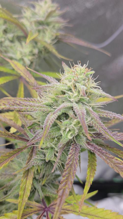 Permanent Jealousy XL Auto