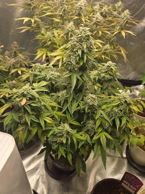 🍋 Super Lemon Haze × 🌌 RS11. Week 14