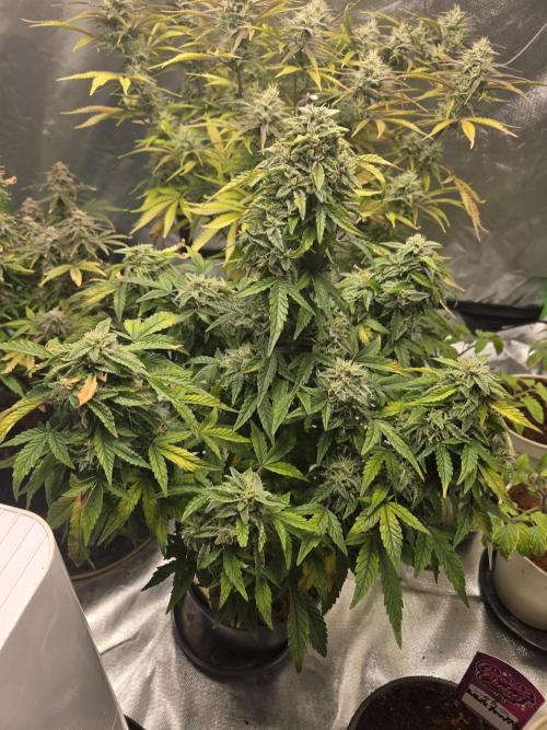 🍋 Super Lemon Haze × 🌌 RS11. Week 14