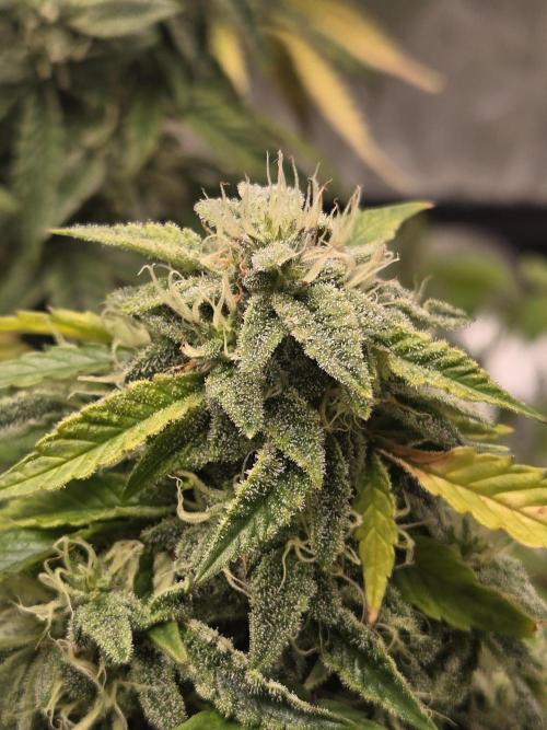 🍋 Super Lemon Haze × 🌌 RS11. Week 14