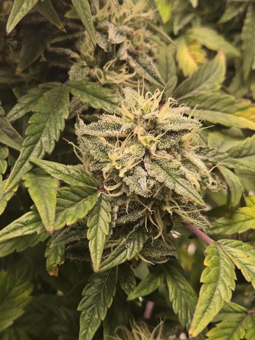 🍋 Super Lemon Haze × 🌌 RS11. Week 14