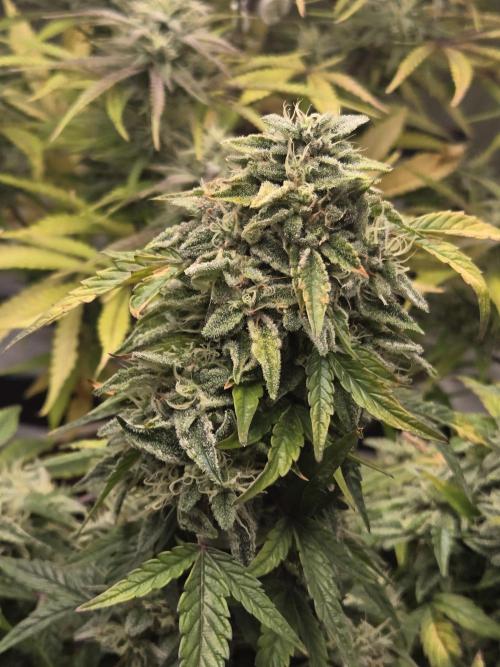 🍋 Super Lemon Haze × 🌌 RS11. Week 14