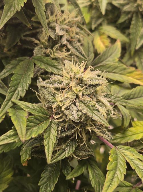 🍋 Super Lemon Haze × 🌌 RS11. Week 14