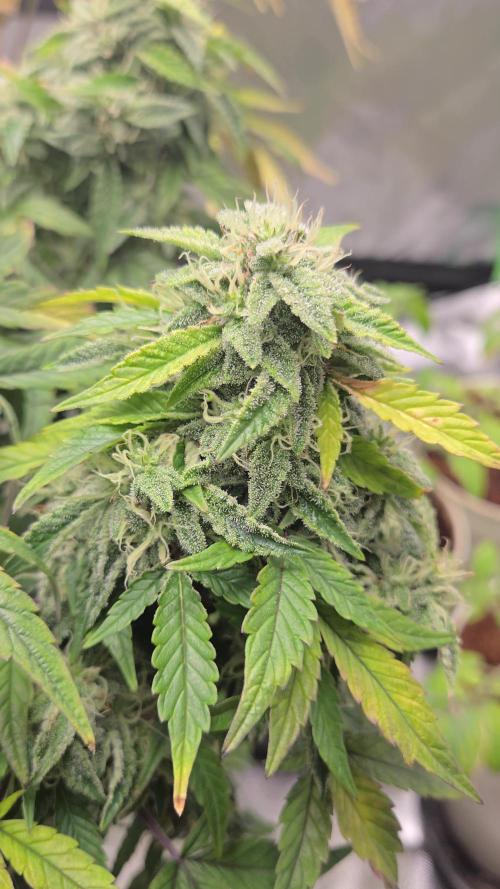 🍋 Super Lemon Haze × 🌌 RS11