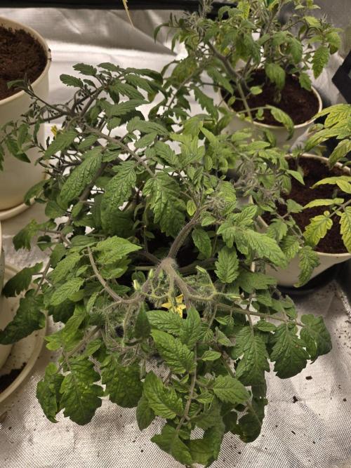 Kirsch Tomaten by Kiepenkerl. Week 5