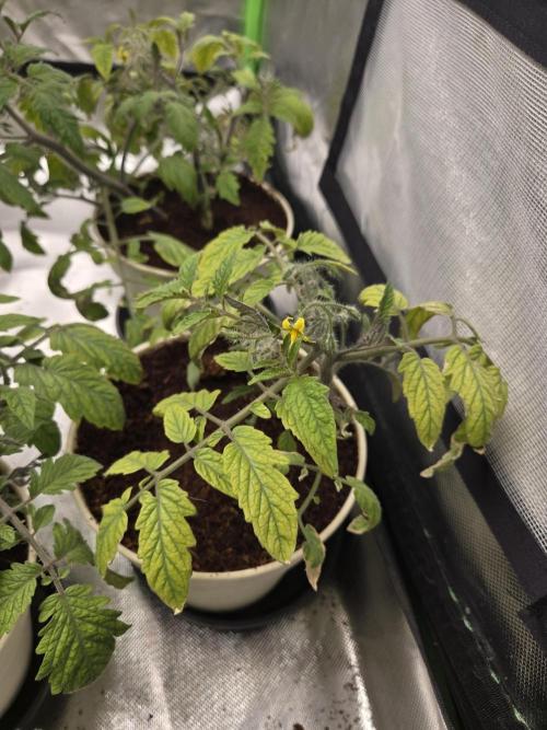 Kirsch Tomaten by Kiepenkerl. Week 5