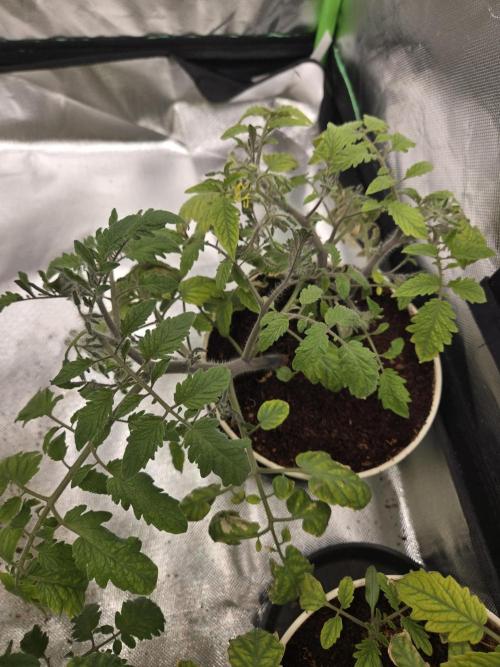 Kirsch Tomaten by Kiepenkerl. Week 5