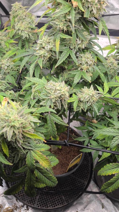 🍋 Super Lemon Haze × 🌌 RS11