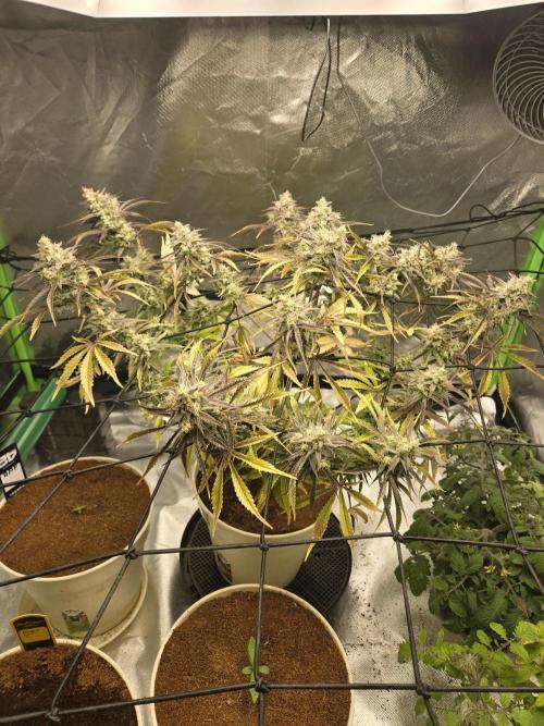 Permanent Jealousy XL Auto. Week 11