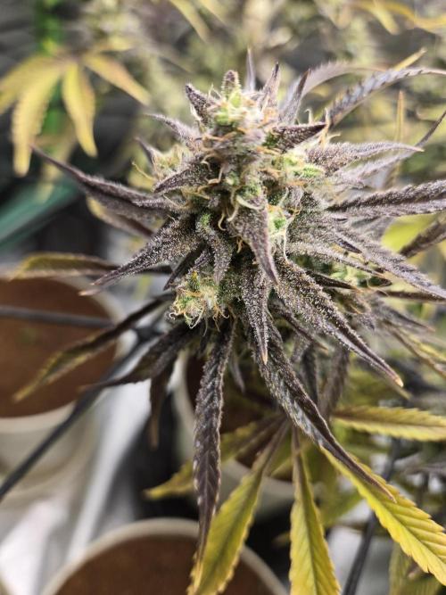 Permanent Jealousy XL Auto. Week 11