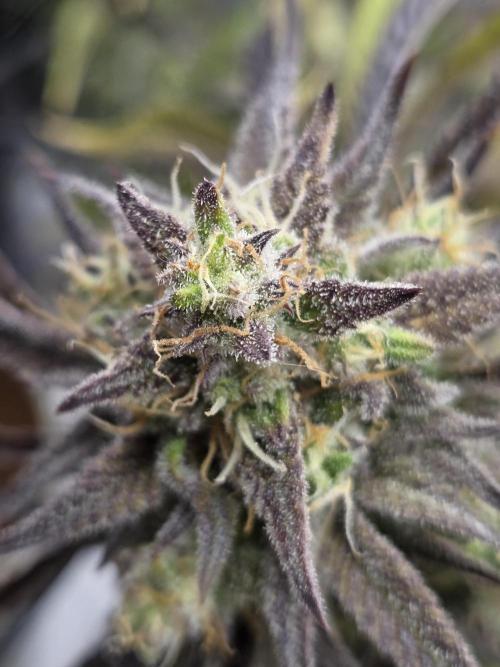 Permanent Jealousy XL Auto. Week 11