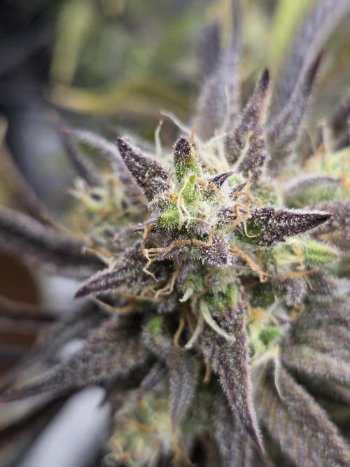 Permanent Jealousy XL Auto. Week 11