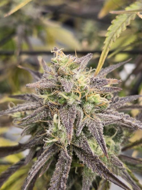 Permanent Jealousy XL Auto. Week 11