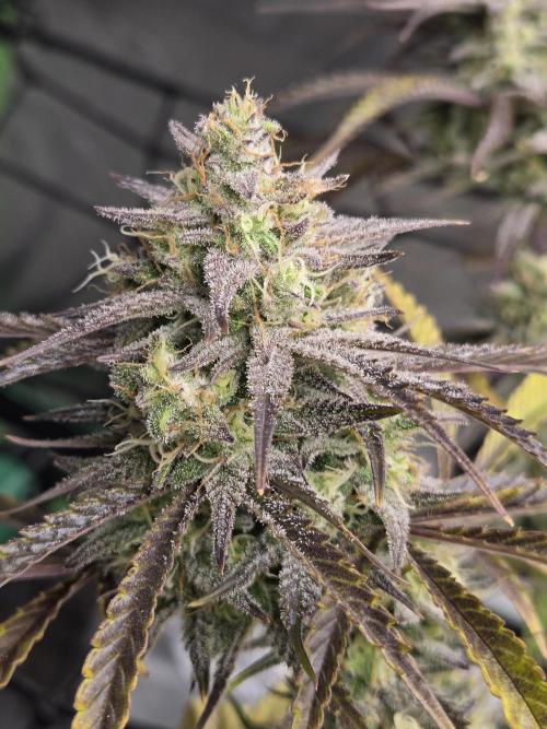 Permanent Jealousy XL Auto. Week 11