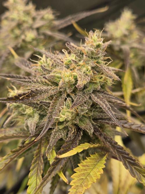 Permanent Jealousy XL Auto. Week 11