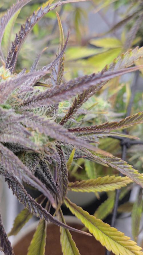 Permanent Jealousy XL Auto