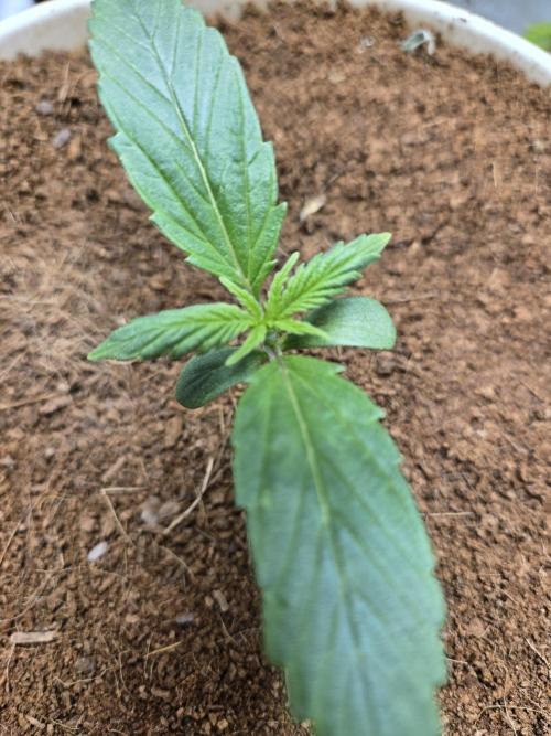 Mira aka Mimosa Bruce Banner Xl Auto. Week 1