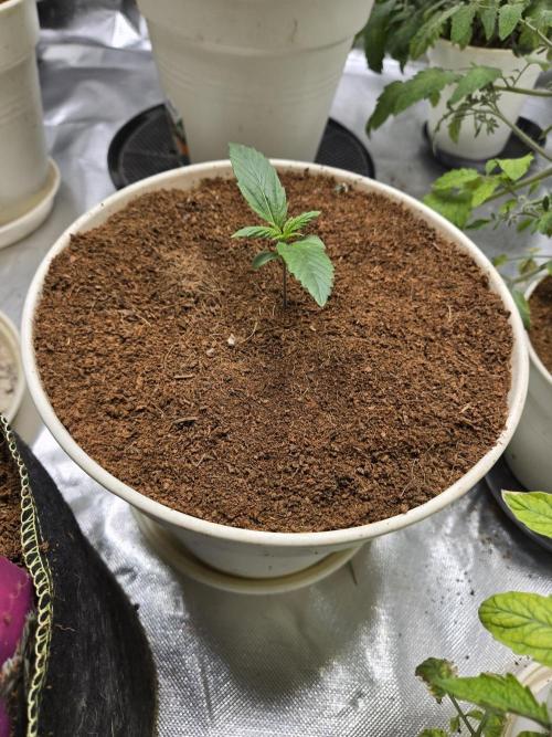 Mira aka Mimosa Bruce Banner Xl Auto. Week 1