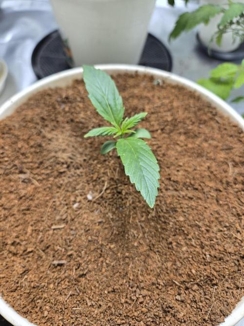 Mira aka Mimosa Bruce Banner Xl Auto. Week 1