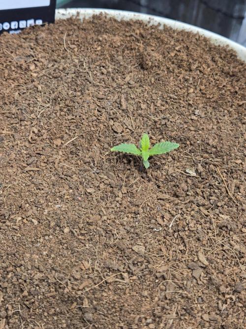 Violetta aka Banana Purple Punch. Week 1