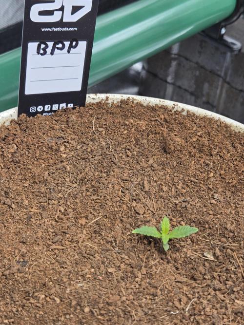 Violetta aka Banana Purple Punch. Week 1