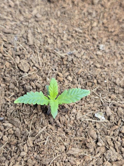 Violetta aka Banana Purple Punch. Week 1