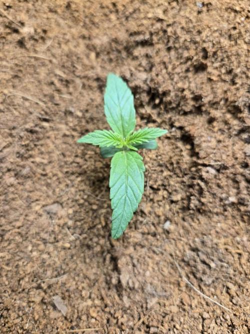 Bianca aka White Truffle. Week 1