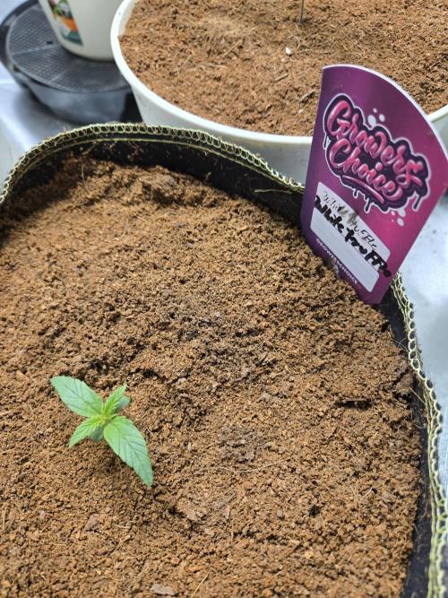 Bianca aka White Truffle. Week 1