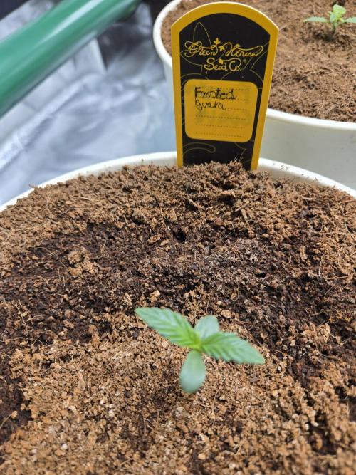 Yuki aka Frosted Guava. Week 1