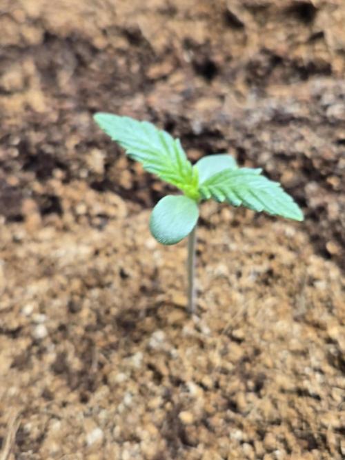 Yuki aka Frosted Guava. Week 1