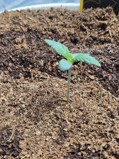 Yuki aka Frosted Guava. Week 1