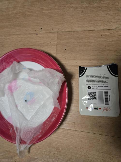 Valentina aka BananaPurplePunch. Week 0