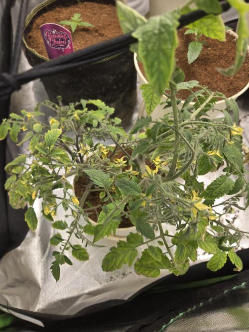 Kirsch Tomaten by Kiepenkerl. Week 6