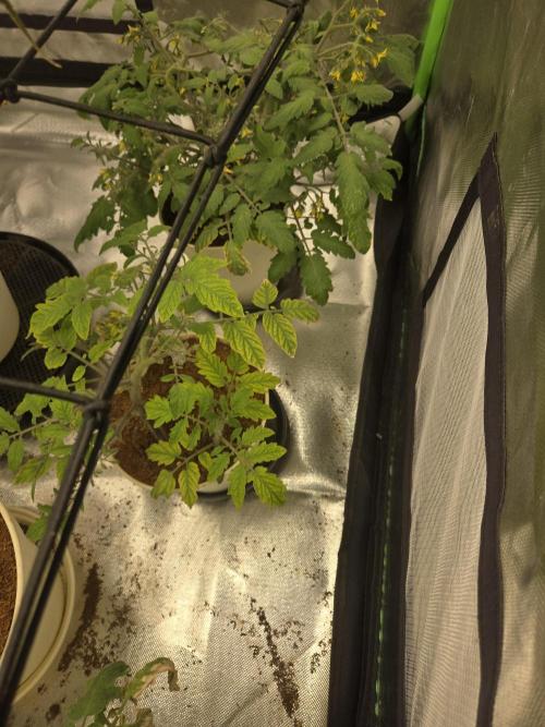 Kirsch Tomaten by Kiepenkerl. Week 6