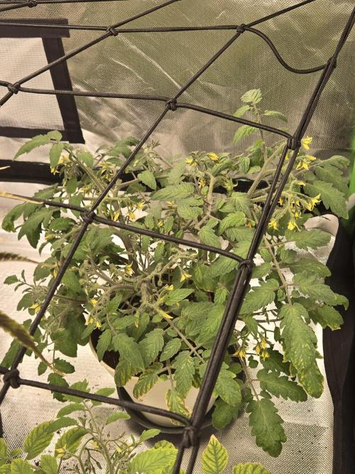 Kirsch Tomaten by Kiepenkerl. Week 6