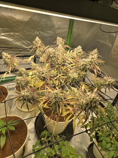 Permanent Jealousy XL Auto. Week 12