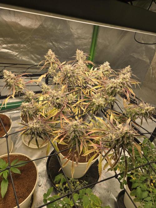 Permanent Jealousy XL Auto. Week 12