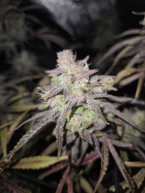 Permanent Jealousy XL Auto. Week 12