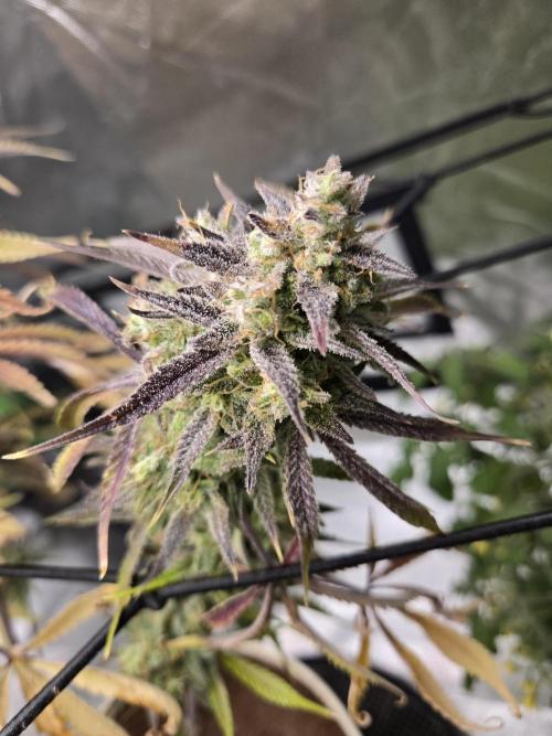 Permanent Jealousy XL Auto. Week 12