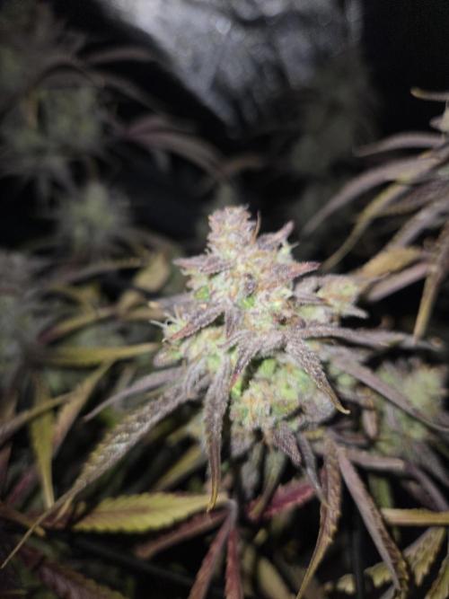 Permanent Jealousy XL Auto. Week 12