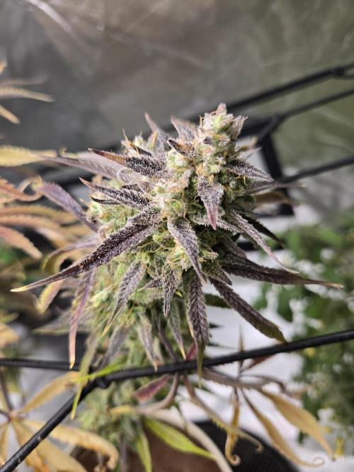 Permanent Jealousy XL Auto. Week 12