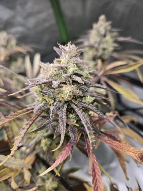 Permanent Jealousy XL Auto. Week 12