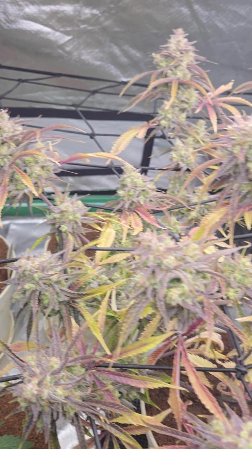 Permanent Jealousy XL Auto