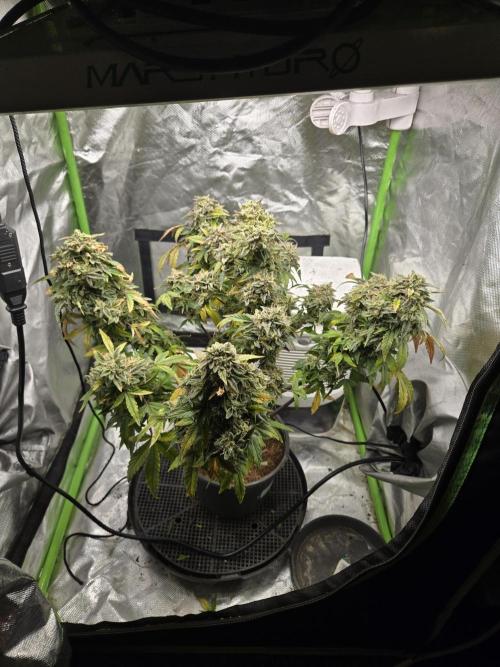 🍋 Super Lemon Haze × 🌌 RS11. Week 16