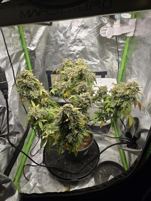 🍋 Super Lemon Haze × 🌌 RS11. Week 16