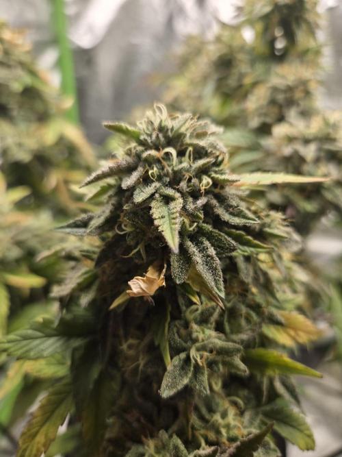 🍋 Super Lemon Haze × 🌌 RS11. Week 16